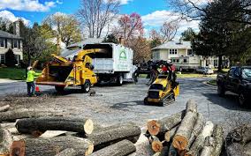 Best Tree Maintenance Programs  in Latta, SC