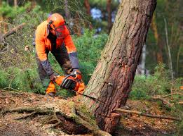 Best Utility Line Clearance  in Latta, SC