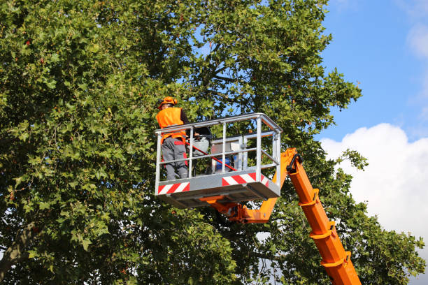 Best Emergency Tree Removal  in Latta, SC