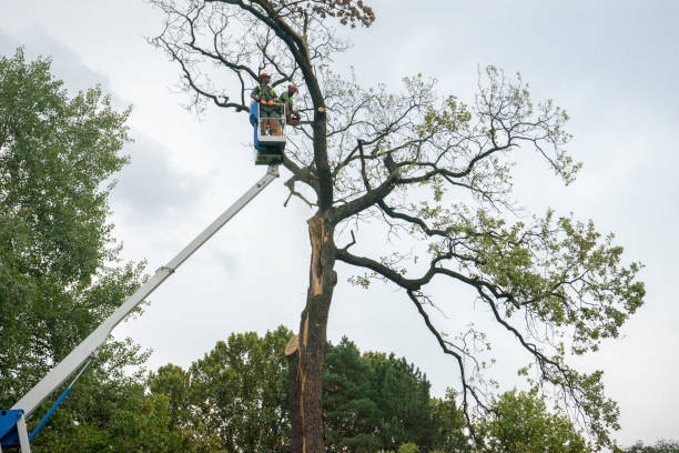 Best Root Management and Removal  in Latta, SC