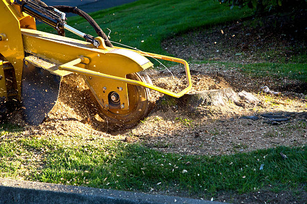 Best Stump Grinding and Removal  in Latta, SC