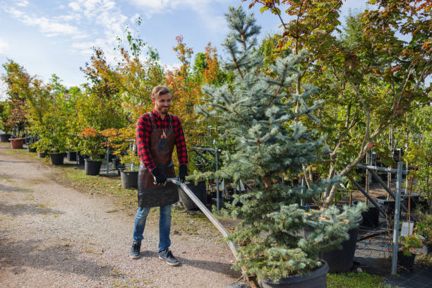 Professional  Tree Services in Latta, SC