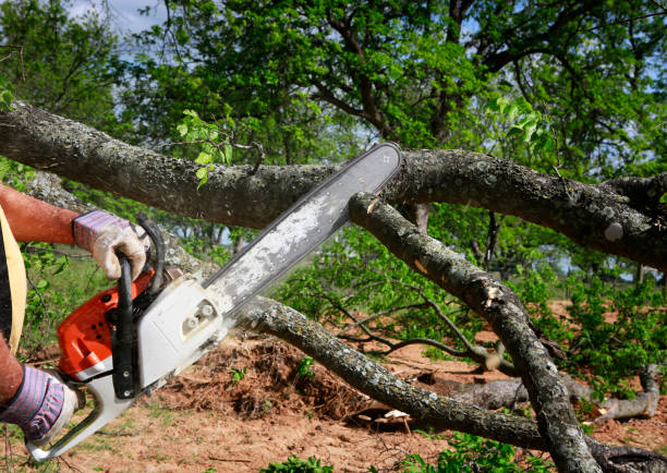 Best Commercial Tree Services  in Latta, SC